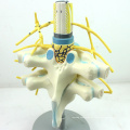 VERTEBRA06 (12389) Medizinische Wissenschaft vergrößern Spinalnerven-anatomisches Modell, medizinisches Anatomie-Rückenmark-Modell